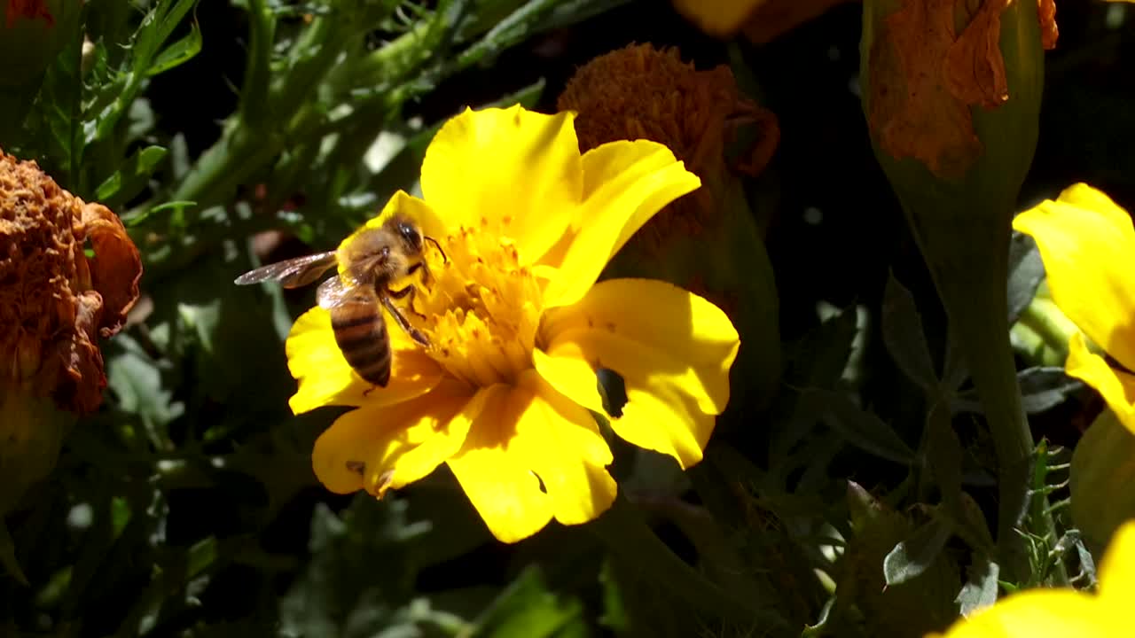 una abeja recogiendo néctar de una flor amarilla