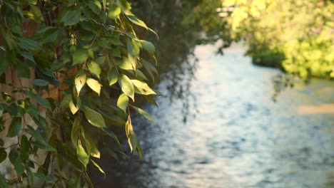 Beautiful-shot-of-leaves-during-the-sunset-in-Kyoto,-Japan-4K-slow-motion