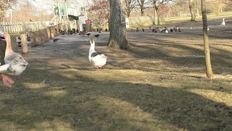 landscape of park with ducks and geese