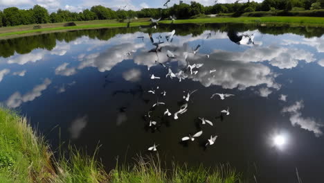 birds flying over a calm lake