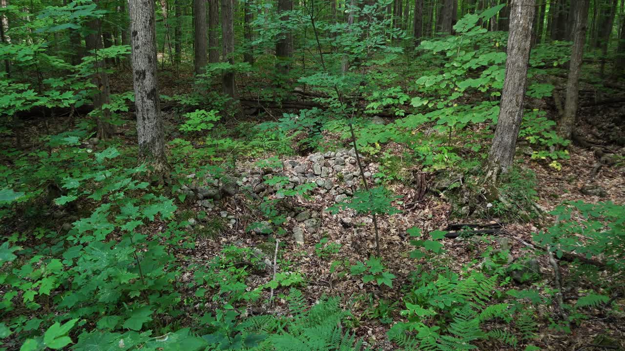 Una bellissima parte della rigogliosa foresta con tanti germogli verdi, alcune rocce e foglie secche sul terreno