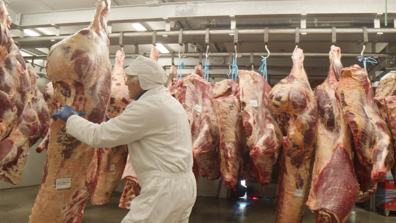 uomo in movimento carcassa di vacca appesa al gancio di carne in un grande impianto di lavorazione della carne