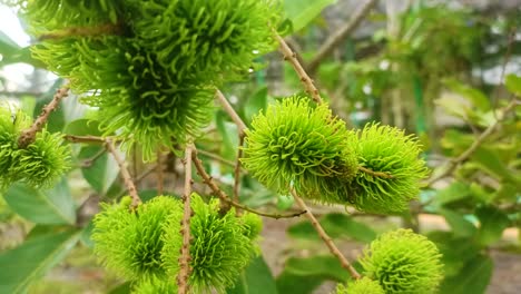 close up of green rambutan fruit