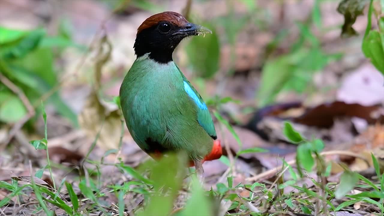 comúnmente encontrado en el sudeste asiático y un ave bastante amigable