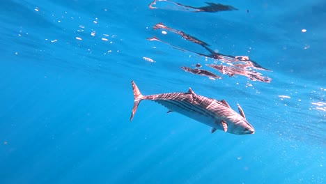 Mexikanischer-Bonita-Fisch-Schwimmt-Gegen-Die-Oberfläche-Mit-Spiegelung-Im-Wasser-Und-Strömenden-Lichtstrahlen