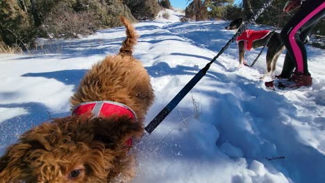 穿著冬天外套或外套的黃金狗仔跑過雪地跳過