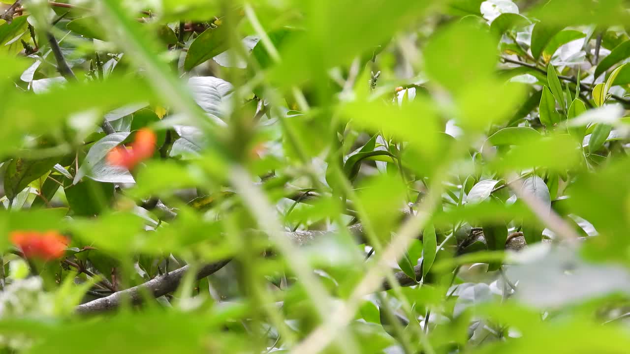 pájaro sudamericano con dos rayas blancas bromeando en un árbol en busca de comida y una pareja en el parque nacional de los nevados, risaralda, colombia