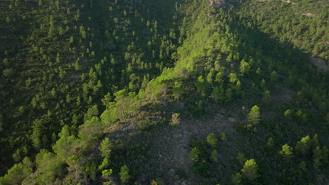 aerial view of a lush green forest on a mountain