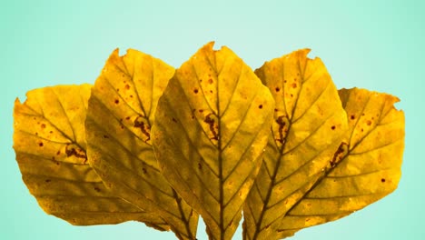 animación de hojas amarillas de otoño sobre fondo verde