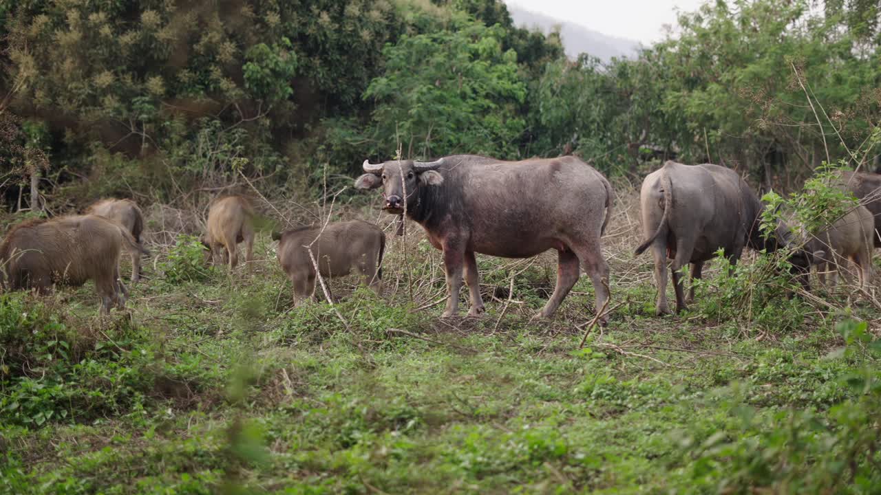 Herd of Water Buffalo Grazing in a Lush Green Field
