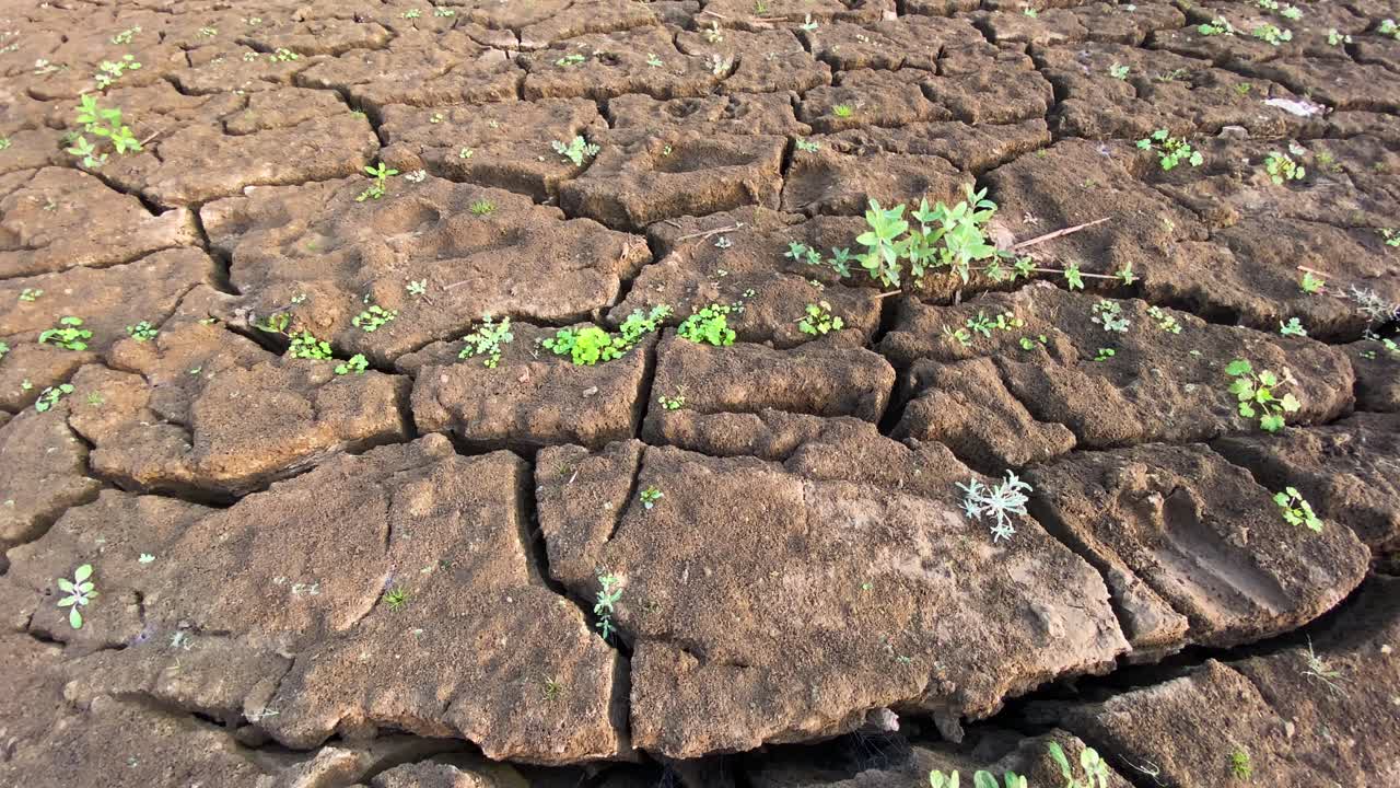 nuevo brote de vida que emerge del suelo seco y agrietado, terreno de tierra, primer plano, inclinación, día