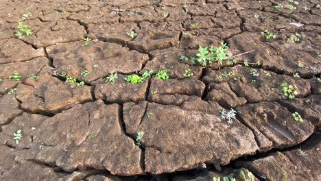 new life sprout emerging from dry cracked soil dirt terrain, closeup, tilt, day