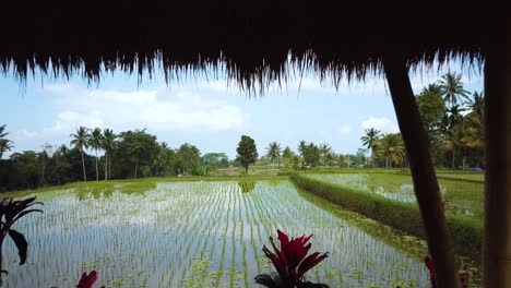 disparo de un dron volando hacia atrás a través de una villa de vacaciones sobre unos arrozales en bali, indonesia