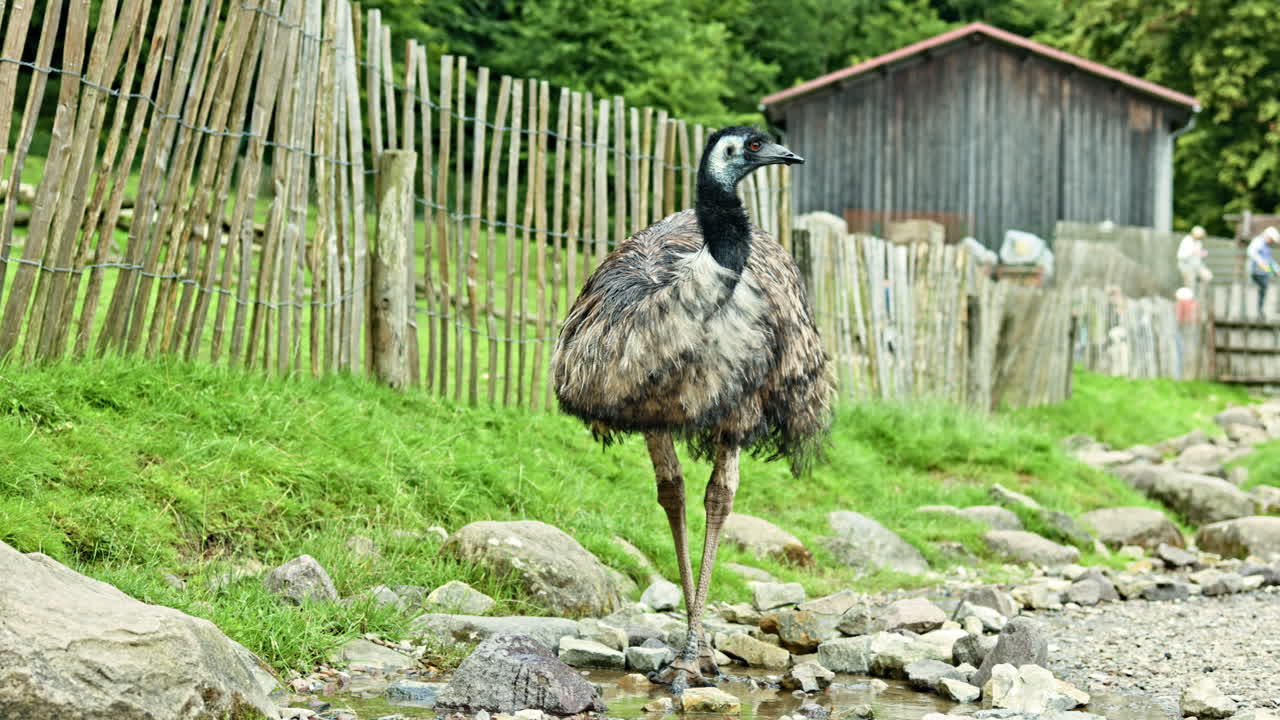 Zoo con struzzi che si muovono liberamente nel territorio e sull'erba verde. Zoo esotico con grandi uccelli. Buon trattamento degli animali nello zoo. Animali ben curati all'aria aperta nella voliera.