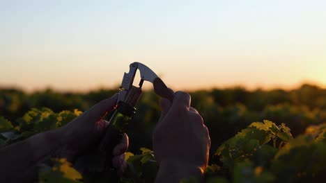 hands opening wine bottle in vineyard sunset