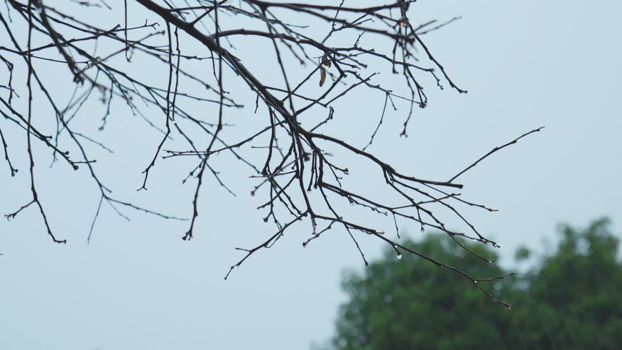 구름이 많은 날 비가 내리는 야외에 잎이 없는 나무 가지의 가까운  ⁇