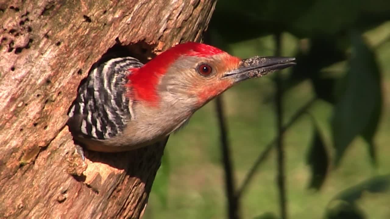 나무에 있는 둥지에서 나오는 붉은 배불뚝이 딱따구리의 아름다운 사진