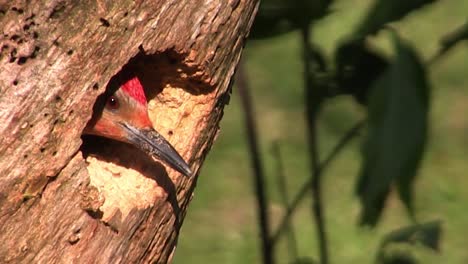 hermosa toma de un pájaro carpintero de vientre rojo que emerge de su nido en un árbol