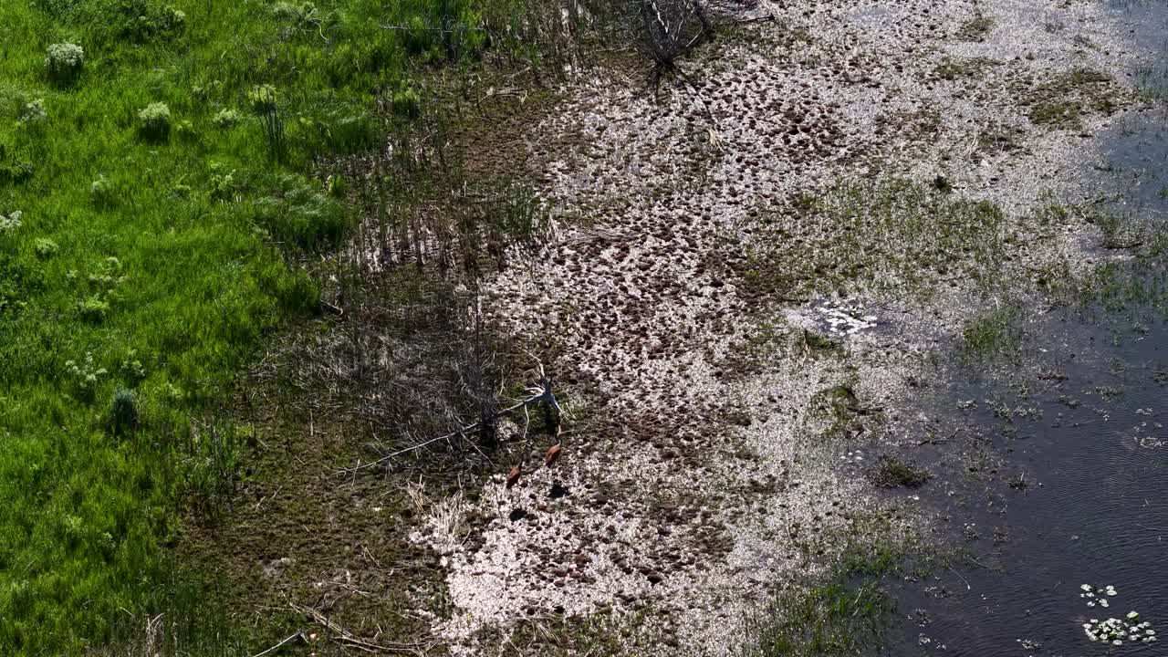 Aerial view of two Sandhill Cranes walking along wetland shoreline