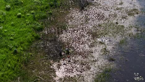 aerial view of two sandhill cranes walking along wetland shoreline