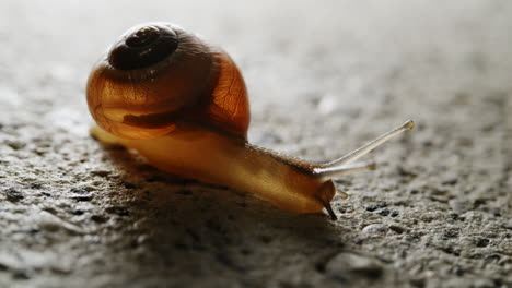 El-Caracol-Amarillo-Navega-Con-Gracia-De-Un-Lugar-A-Otro,-Pasando-Sin-Esfuerzo-Entre-Diferentes-Puntos,-Como-Si-Estuviera-Bailando-Sin-Esfuerzo-A-Través-De-Su-Entorno