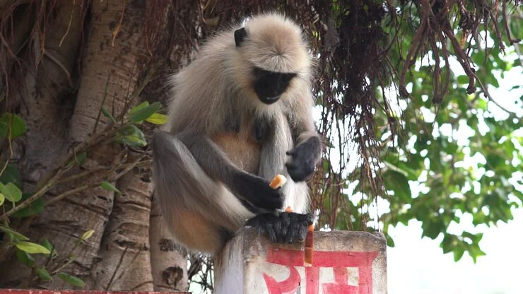 Macaque monkey sitting on tree and eating, handheld view