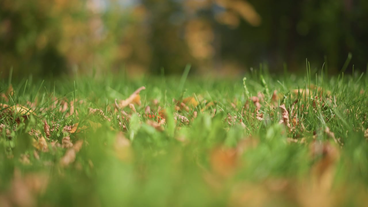 Primo piano di erba verde con foglie marroni sparse, a fuoco morbido, che mostra texture e dettagli naturali. Lo sfondo rimane sfocato per tutta la scena, enfatizzando il fogliame in primo piano. L'illuminazione è luminosa.
