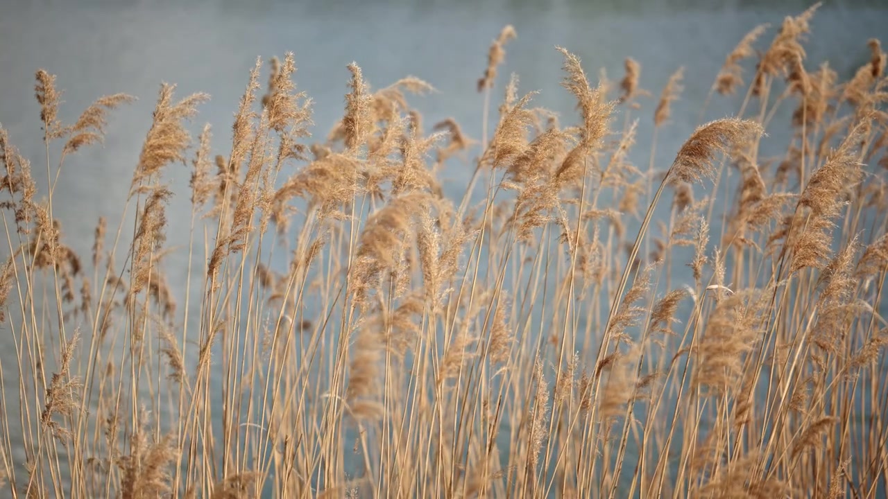 Mykt fokusbilde av tørt sivgress som svaier i vinden, bakgrunnsbelyst av varmt naturlig lys