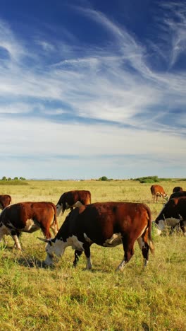 This-idyllic-rural-setting-reflects-the-simple-beauty-of-nature-and-the-quiet-harmony-of-farm-life,-where-the-cows-move-leisurely,-enjoying-their-day-in-the-sun