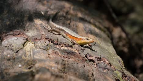 visto en el tronco mirando hacia la derecha mientras la luz del sol y las sombras juegan, la piel de sol común eutropis multifasciata, tailandia