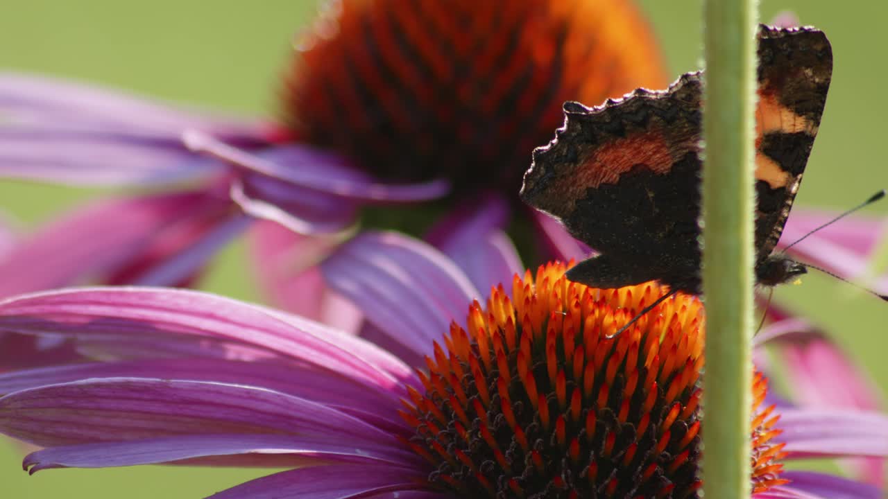 una pequeña mariposa de concha de tortuga se sienta en una flor naranja a la luz del sol