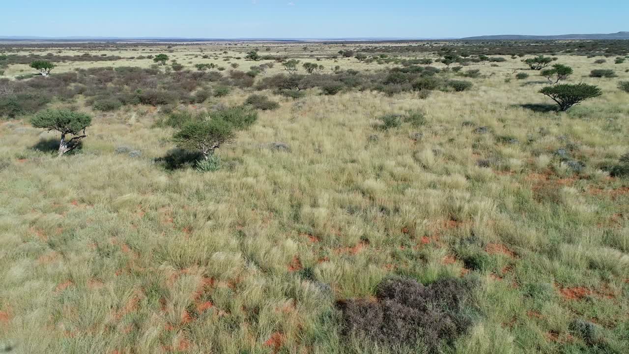 vista aérea de la sabana africana con árboles dispersos y pastos en arena roja kalahari, sur de áfrica-3