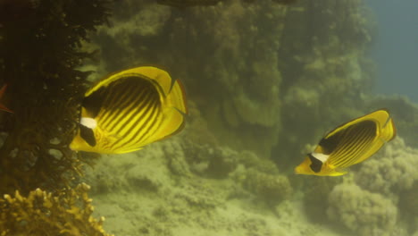 pez mariposa mapache en el arrecife de coral del mar rojo de egipto