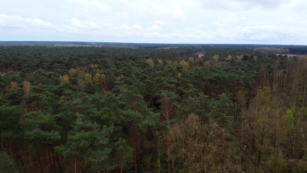 구름이 많은 날 벨기에 시골의 소나무 숲 위에서