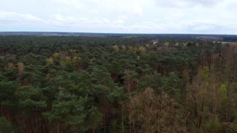 aerial above pine forest in the belgian countryside during cloudy day