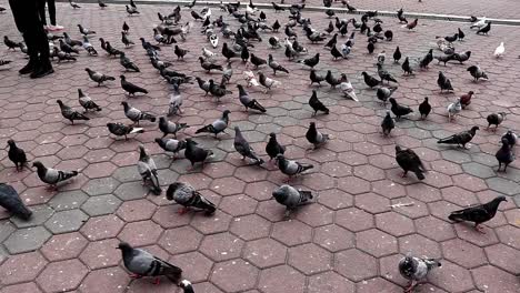 Grupo-De-Palomas-Esperando-Comida