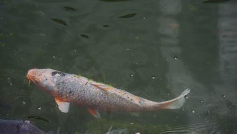 japanese koi swim in toyosato pond