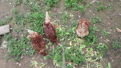 muchos pollos rojos en un día de verano en el pueblo