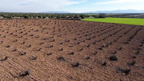 Withered-vineyard-landscape-from-drone-view-on-a-sunny-day