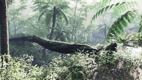 camino en la jungla de malasia