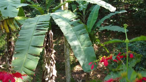 Aerial-image-of-banana-tree-near-the-Rio-Negro---Laguna-de-Fuquene---Risaralda,-Colombia