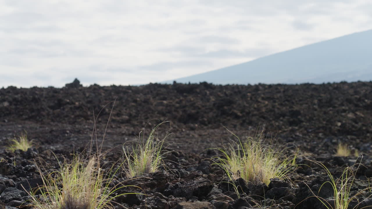 cerca de arbustos verdes en el paisaje de campo de lava estéril en la isla volcánica de hawaii, 4k