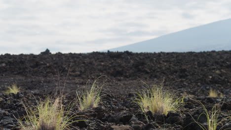 close up green shrubs in barren lava field landscape on volcanic hawaii island, 4k