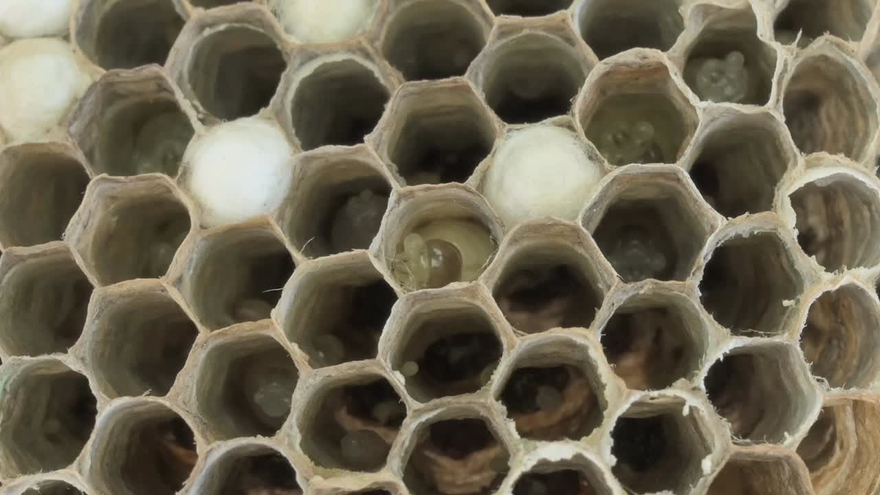 Macro view of wasp larvae growing inside a nest