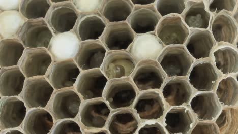 macro view of wasp larvae growing inside a nest