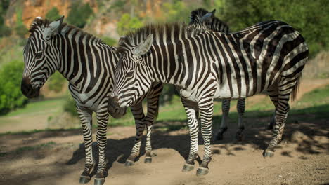 zebra at a safari