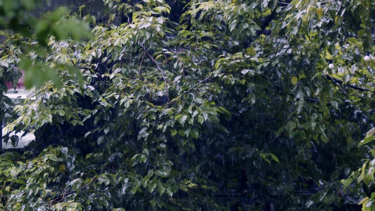 Water streams down, soaking vines, rain weaves through forest’s green