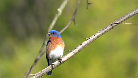 An-eastern-bluebird-sitting-on-a-small-branch-in-the-outdoors-preening-its-feathers