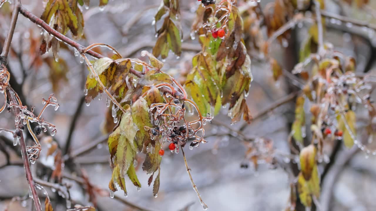 Leaves and branches of the tree froze during the first morning frost in late autumn.