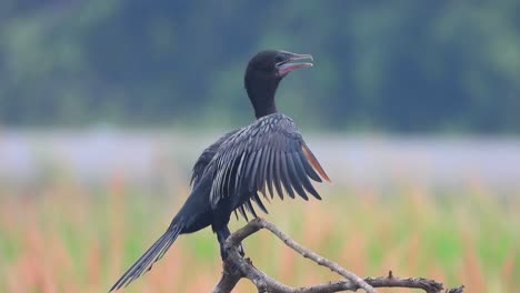 kormoran im baum uhd mp4 4k.